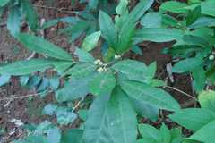 Glycosmis mauritiana